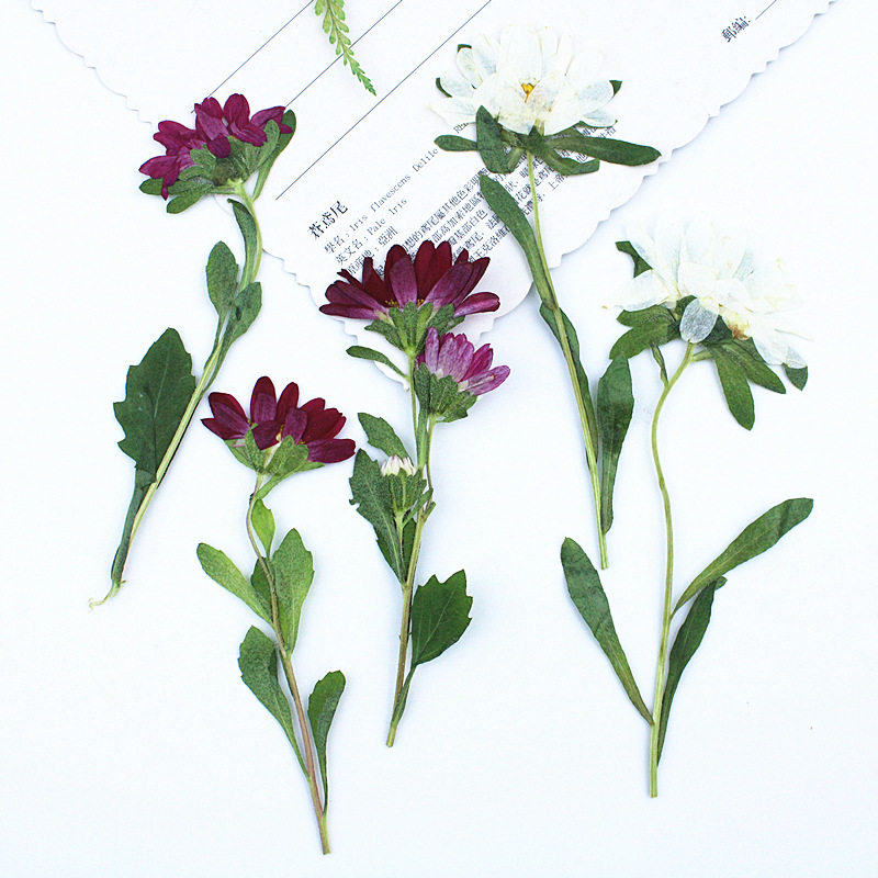 24 Buah, Bunga Krisan Mini Ker - Dried Flower Pressed ulasan dan harga