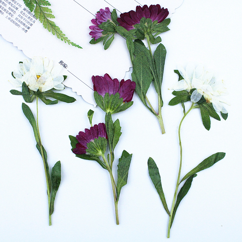 24 Buah, Bunga Krisan Mini Ker - Dried Flower Pressed ulasan dan harga