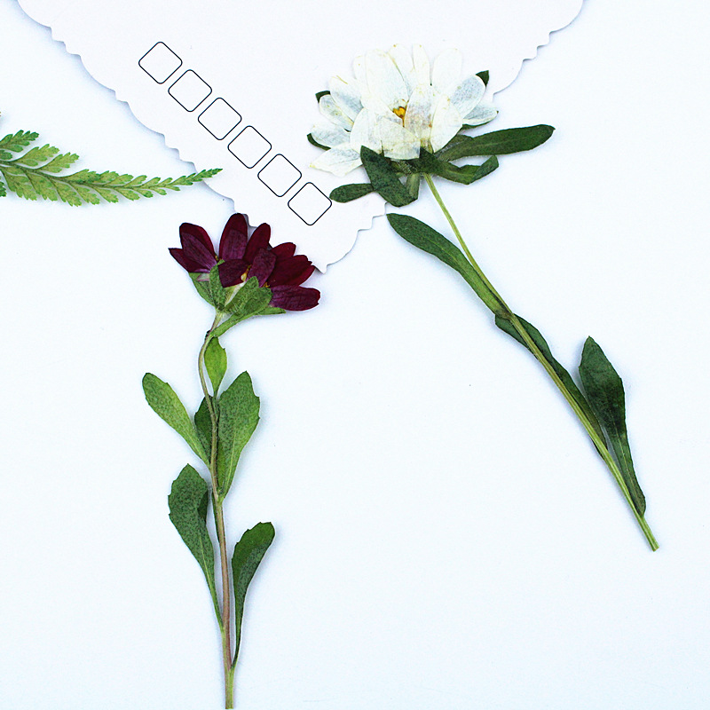 24 Buah, Bunga Krisan Mini Ker - Dried Flower Pressed ulasan dan harga