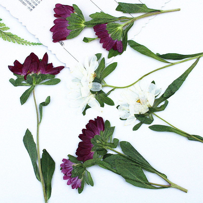 24 Buah, Bunga Krisan Mini Ker - Dried Flower Pressed ulasan dan harga